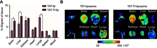 Figure 10 (A) In vivo biodistribution of TAT-lip and TAT-Tf-lip in brain, liver, kidneys, heart, lungs, spleen and blood of C57BL/6 mice after 24 hours of liposomal administration. Data are expressed as mean ± SE (n=6). Statistically significant (p<0.05) differences are shown as (*). (B) Near-infrared imaging of relative fluorescence intensity of mice, brain, liver, kidneys, heart, lungs and spleen from C57BL/6 mice 24 hours after administration of TAT-lip and TAT-Tf-lip.Abbreviations: lip, liposome; TAT, HIV-1 trans-activating protein; Tf, transferrin.