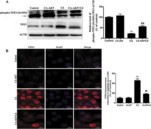 Figure 7. Overexpression of CA-Akt blocks the Cd-induced TFE3 nuclear translocation in MSCs. Overexpression of CA-Akt (a) attenuated the Cd-induced decrease in phospho-TFE3 (Ser565) protein expression, and TFE3 was the internal standard for protein loading. (b) Overexpression of CA-Akt blocked the Cd-induced TFE3 nuclear translocation in MSCs. The results are expressed as the percentage of the control, which was set to 100 %. The values are presented as the means ± SEM, **p < 0.01 versus the control group, and ##p < 0.01 versus the Cd (14 μM) group. (n = 4).