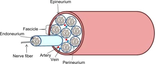 Figure 1 Structure of peripheral nerve trunk.