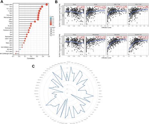 Figure 7 Correlation analysis of SLFN11 expression with TILs and immunomodulatory genes in ccRCC. (A) TIL scores were associated with SLFN11 expression. (B) Correlation analysis of SLFN11 expression with immune infiltration levels of B cells, CD8+ T cells, CD4+ T cells, macrophages, neutrophils, and myeloid dendritic cells. (C) Correlations between SLFN11 expression and immunomodulatory genes.