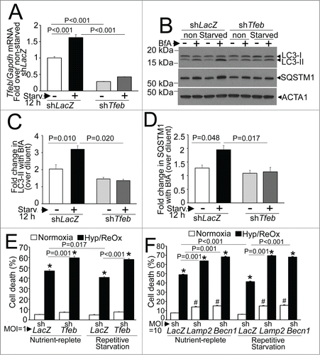 Figure 12. Endogenous TFEB is essential for starvation-induced upregulation of autophagic flux and its cytoprotective preconditioning effect on hypoxia-reoxygenation injury in NRCMs. (A) Tfeb transcripts in NRCMs adenovirally transduced with shRNA targeting rat Tfeb (or shLacZ as control, both at MOI = 1 for 60 h) and subjected to starvation (or cultured in nutrient-rich medium) for 12 h. N = 3 /group. P value is by post-hoc test after one-way ANOVA. (B–D) Representative immunoblot (B) with quantification of LC3-II (C) and SQSTM1 (D) in NRCMs adenovirally transduced with shRNA targeting rat Tfeb (or shLacZ as control, both at MOI = 1 for 60 h) and subjected to starvation (or cultured in nutrient rich medium) for 12 h, in the presence of bafilomycin A1 (or diluent) to inhibit lysosmal acidification. N = 3 /group. P value is by post-hoc test after one-way ANOVA. (E) Cell death in NRCMs adenovirally transduced with shRNA targeting rat Tfeb (or shLacZ as control, all at MOI = 1 ) and subjected to 2 12-h periods of starvation interspersed to 12 h periods of feeding, followed by exposure to hypoxia (6 h) and reoxygenation (18 h) after the final 12 h of feeding, to simulate repetitive fasting conditions, in vitro (schematic in Figure S1B). (F) Cell death in NRCMs adenovirally transduced with shRNA targeting rat Becn1 or Lamp2 (or shLacZ as control, all at MOI = 10 ) and treated as in (E). N = 14 to 16/group; and P values are by post-hoc test after 2-way ANOVA for E, F. ‘*’ indicates P < 0.05 vs. respective normoxia group; and ‘#’ indicates P < 0.05 vs. respective shLacZ-treated group within normoxic nutrient replete and repetitive starvation conditions.