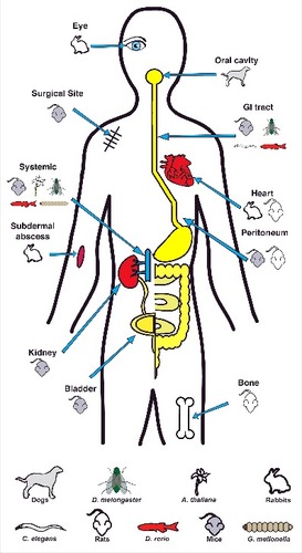 Figure 3. In vivo systems for modeling E. faecalis and E. faecium virulence. Cartoon depiction of the different host model systems that have been used to study niche-specific Enterococcal diseases
