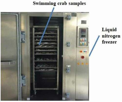 Figure 1. The placement of swimming crab into the liquid nitrogen freezer before freezing.Figura 1. Colocación del cangrejo Portunus trituberculatus en el congelador de nitrógeno líquido antes de la congelación
