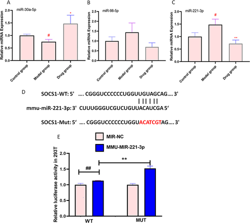 Figure 5 SOCS1 is a target gene of miR-221-3p. (A) Relative miRNA expression of miR-30a-5p in the brain of CUMS rats; (B) Relative miRNA expression of miR-98-5p in the brain of CUMS rats; (C) Relative miRNA expression of miR-221-3p in the brain of CUMS rats. (D) MiR-221-3p and SOCS1 binding site prediction; (E)Relative luciferase activity in 293T of SOCS1. Data are represented as the mean ± SD (n=3). #P< 0.05, ##P< 0.01 compared to the control group or NC group, *P< 0.05, **P< 0.01 compared to the model group or MMU-miR-221-3p group.