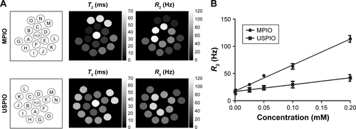 Figure S2 (A) MPIO (top row) and USPIO (bottom row) were embedded in 2% agarose gel at the same iron concentration (triplicates). (A–C): 0.2 mM, (D–F): 0.1 mM, (G–I): 0.05 mM, (J–L): 0.024 mM, and (M–O): PBS. T2 (ms) and R2 (Hz) maps generated at 7.0 T are shown. (B) T2 relaxivity was measured for both particles; MPIO showed significantly greater relaxivity (steeper slope; P<0.0001) than USPIO. Errors are expressed as mean ± SD for n=3.Abbreviations: MPIO, microparticles of iron oxide; PBS, phosphate buffered saline; USPIO, ultra-small superparamagnetic iron oxide.