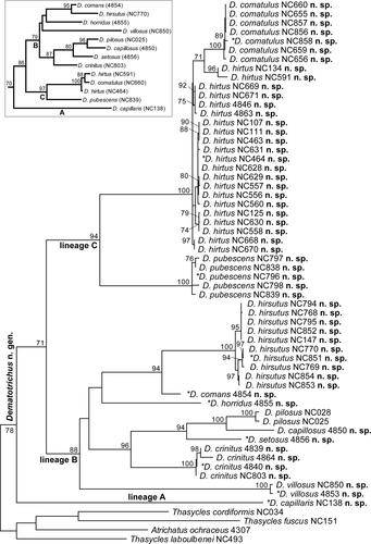 Fig. 1. Maximum likelihood tree of cox1 and rrnS data obtained from specimens morphologically similar to Dematochroma pilosa Jolivet, Verma & Mille and ascribed to the new genus Dematotrichus gen. nov. in this work. Bootstrap support numbers above 70% are shown next to the respective node and terminals are labelled with the species names proposed in this work. Asterisks identify when these specimens are selected as species holotypes. The inset shows an optimal ML tree with a single representative of the species considered in this work (voucher no. of specimen selected in brackets), except for D. hirtus sp. nov., paraphyletic for mtDNA, and it is treated as the best current hypothesis for the species tree of this group.