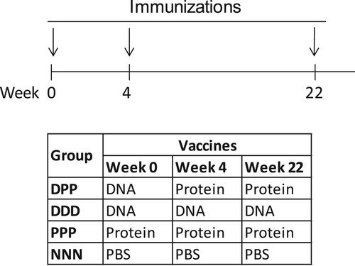 Figure 1. Study design for testing gp120-specific B cell responses with different immunization regimes. Four groups of mice (N = 15 per group) received intramuscular injection at weeks 0, 4 and 22 as indicated. DPP: gp120 DNA prime-protein boost; DDD: DNA alone; PPP: protein alone; NNN: PBS control.