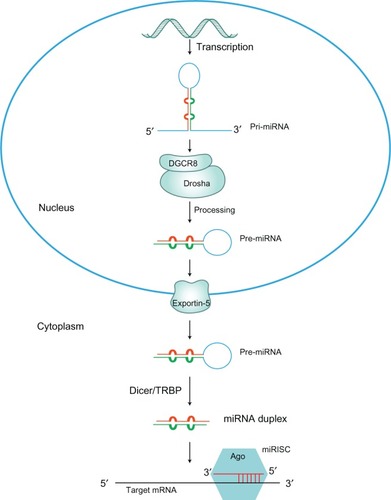 Figure 1 The miRNA biogenesis pathway.