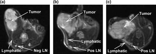Figure 1. T2-weighted MR-images showing the primary tumor, the draining lymphatic, and the ipsilateral inguinal lymph node of a mouse with a non-metastatic ck-160 tumor (a), a mouse with a metastatic ck-160 tumor (b), and a mouse with a metastatic v-27 tumor (c).