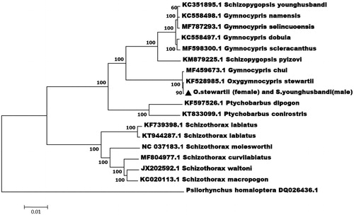 Figure 1. The consensus phylogenetic relationship of the hybrid species of O. stewartii (female) and S. younghusbandi (male) with other fishes. Phylogenetic tree based on the complete mitochondrial genome sequences was constructed by neighbour-joining method. GenBank accession numbers of mitogenomic sequences for each taxon are shown in parentheses.