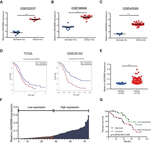 Figure 1 LINC000565 is highly expressed in ovarian cancer and is negatively correlated with the prognosis. (A–C) LINC00565 was up-regulated in GSE52037, GSE38666, GSE40595; (D) analysis of TCGA database and GSE26193 showed that patients with high levels of LINC00565 expression showed worse prognosis (log-rank test); (E) qRT-PCR of clinical samples showed that the levels of LINC00565 in ovarian tumor tissues were significantly higher than those in normal ovarian tissues. (F) Ovarian tumor patients were divided into high-expression group and low-expression group according to the median of the expression of LINC00565; (G) LINC00565 expression was negatively correlated with the prognosis of ovarian cancer patients (log-rank test). ***P < 0.001.