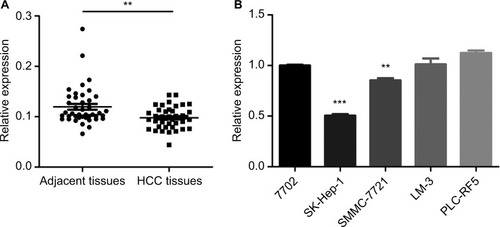 Figure 1 Downregulation of circular RNAs in liver tissue samples and liver tumor cell lines.Notes: (A) Quantification for hsa_circ_0079929 in 42 pairs of HCC and associated para-cancerous tissues. (B) Relative expression of one human liver normal cell line and four tumor cell lines were analyzed by qPCR. **P<0.01, ***P<0.001.Abbreviations: HCC, hepatocellular carcinoma; qPCR, quantitative PCR.