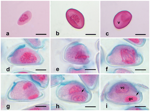 Figure 3. (Color online) Microgametogenesis in Fritillaria stribrnyi.(a) Microspore just released from the tetrad; (b) microspore with developed exine and aperture; (c) vacuolated microspore; (d) prophase; (e) metaphase; (f) anaphase; (g) telophase; (h) phragmoplast formation at the end of telophase (arrow); (i) vegetative and generative cells in pollen grain (arrow shows the wall of generative cell) (gc, generative cell; v, vacuole; vc, vegetative cell). Scale bars = 20 μm.