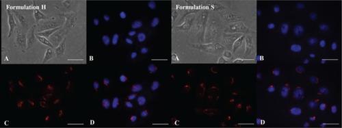 Figure 6 Confocal laser scanning micrographs of HeLa cells incubated with Rhodamine-labeled formulations H and S for 6 hours. (A) Differential interference contrast channel, (B) Hoechst filter, (C) tetramethylrhodamine isothiocyanate filter, and (D) overlay. No self-fluorescence phenomenon was observed. Bar, 27 μm.