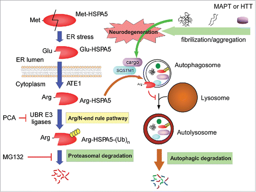 Figure 6. Regulatory roles of the Arg/N-end rule pathway in autophagic flux and protein aggregate clearance. Model illustrating the pro-autophagic and possible neuroprotective roles of the Arg/N-end rule pathway. The ER-residing chaperone protein HSPA5 is cleaved to Glu-HSPA5 under ER stress and translocates to the cytoplasm. ATE1 transfers an Arg residue to the N terminus of Glu-HSPA5, generating Arg-HSPA5. Arg-HSPA5 directly interacts with SQSTM1 and ultimately other cargo proteins, which include various aggregation-prone proteins such as MAPT and HTT, and guides them into the autophagosome for autophagic clearance. At the relatively late stage of autophagy, Arg-HSPA5 is recognized by UBR N-end rule E3 ligases and degraded by the 26S proteasome, which allows autophagosome-lysosome fusion. Therefore, the Arg/N-end rule pathway is a positive regulator of cellular autophagic flux and may have a protective role against proteotoxic protein-mediated neurodegeneration.