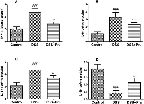Figure 7. Pru inhibited the generation of inflammatory cytokines in a rat model of colitis. The levels of TNF-α (A), IL-6 (B), IL-1β (C), and IL-10 (D) were measured by ELISA kits in colon tissues. Experimental data were presented as mean ± SD. Significance: ###P < 0.001 in comparison with the control group; ***P < 0.001, **P < 0.01 in comparison with the DSS group.