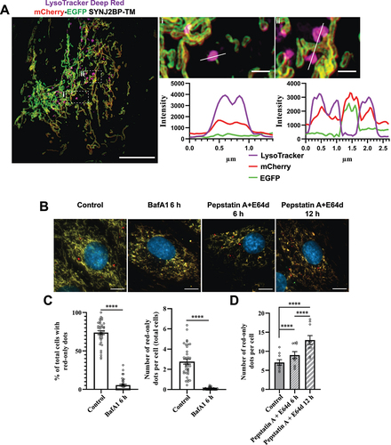 Figure 4. Functional lysosomes are essential for the appearance and removal of red-only dots during galactose adaption. (A) Structured illumination microscopy (SIM) imaging of fixed mCherry-EGFP-SYNJ2BP-TM H9c2 cells showing red-only dots that are positive for LysoTracker DeepRed staining (magenta). Line profiles through the LysoTracker-positive red-only dots in the enlarged boxed regions of interest are depicted, with corresponding numbers between the overview image and enlarged images. (B) Representative images of galactose adapted mCherry-EGFP-SYNJ2BP-TM H9c2 cells during control conditions and after treatment with the lysosomal inhibitors bafilomycin A1 (BafA1; 200 nM) and pepstatin a (PepA;10 μg/ml) and E64d (10 μg/ml) for the indicated times. (C) Quantification of the effects of a 6 h treatment of BafA1 on galactose adapted cells with the mCherry-EGFP-SYNJ2BP-TM reporter by assessing the percentage of cells containing red-only dots and number of red-only dots per total cells. (D) Quantification of the effects of a time course treatment of PepA and E64d assessed by number of red-only dots per cell in cells with red-only dots in galactose adapted cells with the mCherry-EGFP-SYNJ2BP-TM reporter. Over 150 cells were analyzed for each condition. The data is presented as mean ± SEM from 3 independent experiments, with more than 100 cells per condition. The individual datapoints are per frame cell averages. NOTE: * p < 0.05, ** p < 0.01, *** p < 0.001 and **** p < 0.0001. Scale bars: 10 μm and 1 μm (Ai and Aii).