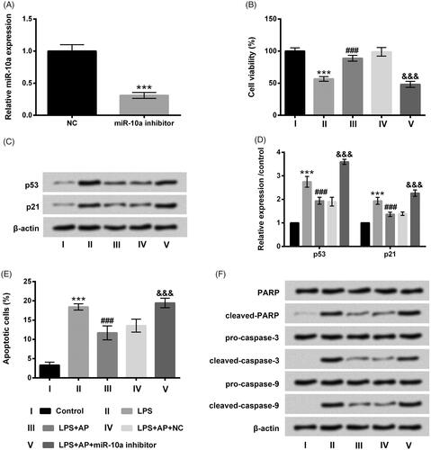 Figure 4. Impact of miR-10a inhibition on cell proliferation and apoptosis in HT22 cells co-stimulated with LPS and AP. HT22 cells were respectively transfected with miR-10a inhibitor and NC, (A) miR-10a expression in these cells tested through RT-qPCR; these cells were preconditioned with 80 μg/mL AP prior to dispose with LPS (1 μg/mL), (B) cell viability (C and D) p53 and p21 were gauged through CCK-8 and western blot; (E) cell apoptosis and (F) apoptosis-associated factors were assessed through flow cytometry and western blot. ***p < .001 vs Control; ###p < .001 vs LPS group; &&&p < .001 vs LPS + AP + NC.