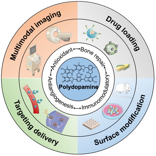 Figure 1. Schematic illustration of functional, application, and mechanism of PDA NPs.