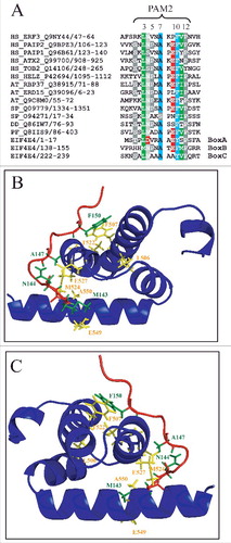 Figure 9. Evaluating the EIF4E4 PAM2 motifs and the EIF4E4/PABP1 interaction. (A) Alignment of multiple PAM2 motifs identified in various putative PABP interacting proteins isolated from different organisms with the three box (A, B and C) motifs reported for L. infantum EIF4E4 [Citation52]. Proteins from human (Homo sapiens – HS), plant (Arabidopsis thaliana – AT), fungi (Schizosaccharomyces pombe – SP) and other unicellular organisms (Dyctiostelium discoideum – DD; Plasmodium falciparum – PF) are shown, as previously described [Citation33]. The positions of the five hydrophobic residues which characterize the PAM2 motif are shown (3, 5, 7, 10 and 12). (B) and (C) Modeling of the interaction between the L. infantum EIF4E4 PAM2 motif from box B and the PABP1 MLLE domain. A segment starting at proline 484 and ending in glutamine 588 from the full-length PABP1 was used for the modeling. The alpha-helical segments of the MLLE are in blue with relevant aminoacid residues colored in yellow while the peptide backbone from the PAM2 motif is in red with selected residues colored in green. The image in (C) is horizontally rotated 180 degrees in comparison with (B).