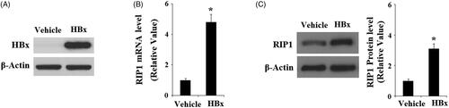 Figure 1. Induction of RIP1 by HBx in human LO2 normal hepatocytes. Human LO2 normal hepatocytes were transfected with HBx-encoding plasmid for 48 h. (A) Successful transfection of HBx was confirmed by western blot analysis. (B) Real-time PCR analysis revealed that overexpression of HBx increased the expression of RIP1 at the mRNA level. (C) Western blot analysis revealed that overexpression of HBx increased the expression of RIP1 at the protein level (*, p < .01 versus the vehicle group).
