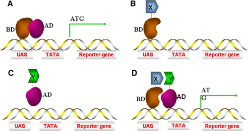 Figure 1.  The ‘classic’ yeast 2-hybrid system. (A) A yeast S. cerevisiae transcriptional activator consisting of both AD (activating domain) and BD (binding domain) can induce reporter gene transcription. (B) A hybrid of protein X fused to BD (BD-X) alone is incapable of inducing gene transcription. (C) A hybrid of protein Y fused to AD (Y-AD) alone is incapable of inducing gene transcription. (D) Interaction of protein X-BD with Y-AD brings the AD into close proximity to the promoter of the gene, thus recruiting RNA polymerase II to transcribe the reporter gene. This Figure is reproduced in colour in Molecular Membrane Biology online.