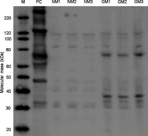 FIGURE 2. Immuno-detection of MON810’s rCry1Ab. MagicMark™ XP Western Protein Standard (M), positive control (PC - Cry1Ab purified from B. thuringiensis), the three non-transgenic near-isoline plants (NM1, NM2 and NM3) and the three MON810 Bt-maize plants (GM1, GM2 and GM3). Strong immunoreactive bands of ca. 69 kDa and 34 KDa can be distinguished in the GM-maize samples.