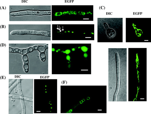 Fig. 2. Visualization of organelles in A. oryzae by expression of EGFP fusion proteins. (A) Endoplasmic reticulum,Citation7) (B) Golgi apparatus,Citation7) (C) mitochondria,Citation9) (D) vacuoles,Citation10) (E), peroxisomes,Citation11) and (F), nuclei.