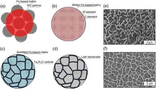 Figure 28. Schematic illustration depicting the mechanism of the solidification process during LPBF of the composite powder. (a) The composite powder is exposed to the laser beam (red circle). (b) The laser beam fully melts the Fe-based matrix and WC particles which are uniformly dissolved within the resulting liquid. (c) Fe2W4C carbides precipitate into a network. The residual melt solidifies into the austenitic Fe-based matrix (d) The austenite matrix transforms into martensite, when cooled below the martensite start temperature, Ms. Transformation continues until the martensite finish temperature, Mf, is reached. Secondary electron micrographs show the microstructure of etched submicron-sized WC/1.2767L SMCs samples fabricated by LPBF at different laser energy densities of (e) 60 J mm−3 and (f) 150 J mm−3. Reproduced with permission from [Citation17].