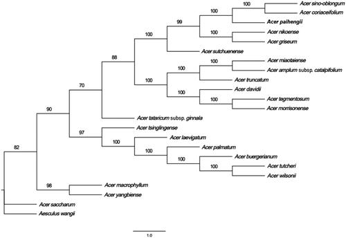 Figure 1. Phylogenetic tree of 23 complete chloroplast genome sequences of members of the order Sapindales. The numbers next to the nodes represent the bootstrap support values.