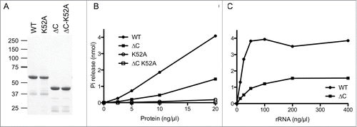 Figure 2. ATPase activity of the full length and the truncated CshA proteins. (A) CshA purification. Aliquots (3 μg) of the nickel-agarose preparations of wild-type (WT) CshA, mutant K52A, deletion mutant CshA△Cter, and deletion mutant CshA△CTer-K52A were analyzed by electrophoresis through a denaturing 4–12% Bis-Tris polyacrylamide gel. The polypeptides were visualized by staining with Commassie Blue dye. The positions and sizes (in kDa) of marker proteins are indicated on the left. (B) ATPase reaction mixtures (15 μl) containing 50 mM Tris-HCl, pH 8.0, 1 mM DTT, 2 mM MgCl2, 1 mM [γ-32P]ATP, 0.2 ng/μl rRNA and wild-type (WT) CshA or mutants CshA as specified were incubated at 37°C for 15 min. The extents of ATP hydrolysis are plotted as a function of input protein. (C) ATPase reaction mixtures (15 μl) containing 50 mM Tris-HCl, pH 8.0, 1 mM DTT, 2 mM MgCl2, 1 mM [γ -32P]ATP, either 20 ng wild-type (WT) CshA or 20 ng deletion mutant CshA△Cter, and an increasing amounts of rRNA as specified were incubated at 37°C for 15 min. The extents of ATP hydrolysis are plotted as a function of input rRNA.