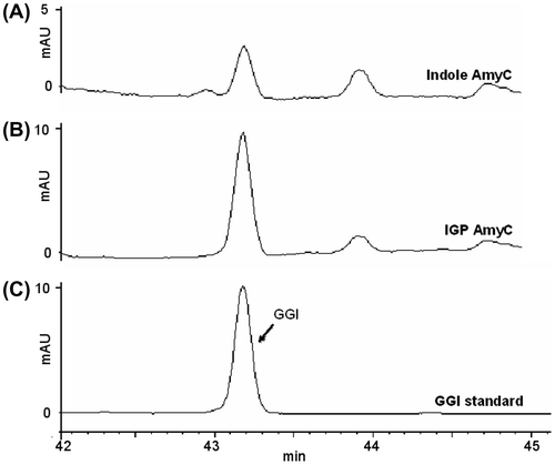 Fig. 3. HPLC profiles of the AmyC reaction products.Note: (A) with indole; (B) with IGP; (C) geranylgeranyl indole standard.
