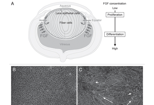 Figure 3 FGF, the key factor for lens fiber differentiation. (A) In the ocular environment, there is a gradient of FGF bioactivity, e.g., more in vitreous than in aqueous. (B) Rat lens epithelial cells in explant culture maintain their characteristic cobblestone-like appearance in serum-free medium. (C) A fiber differentiating dose of FGF causes the dramatic morphological transformation of cuboidal epithelial cells into elongated fiber cells. Cultured cells are visualized with immunostaining of β-catenin (to show cell boundaries) and pericentrin (to show primary cilium/centrosome location). Each primary cilium/centrosome is located at the apical tip of a fiber; their presence in clusters (C) indicates groups of elongating fibers with similar orientation (arrows). However, the primary cilium/centrosome clusters are widely scattered throughout the explant, indicating that different groups of fibers orient in different directions; i.e., orientation is not globally coordinated.