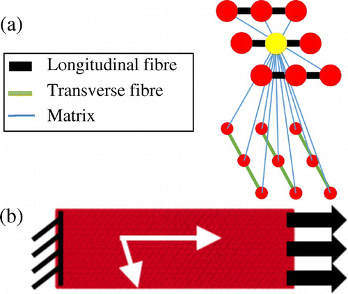 Figure 1. (a) Illustration of all bonds for the yellow element and the neighbouring fibres. (b) Model of fascia lata sample and boundary conditions. The arrows indicate fibre orientation.