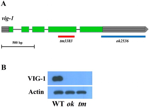 Figure 1. Lack of the VIG-1 protein in two vig-1 deletion mutants. (A) Deleted DNA regions in the two vig-1 mutants are shown. Green boxes represent exons, lines represent introns, and gray boxes with horizontal lines at both ends represent 5′ and 3′ UTRs. (B) Immunoblot analysis of VIG-1 expression. Protein lysates were prepared from mixed-stage populations of the indicated strains, and immunoblotted with a monoclonal antibody against VIG-1. Actin was used as a loading control. WT, wild type; ok, vig-1(ok2536); tm, vig-1(tm3383).