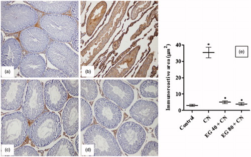Figure 4. Immunohistochemistry (200×) of tumour necrosis factor-α (TNF-α) in rat testes from: (a) control group with minimal TNF-α expression; (b) cisplatin (CN) group showing a significant elevation of TNF-α reactivity; (c and d) epigallocatechin-3-gallate 40 mg/kg (EG 40) + CN, and EG 80 mg/kg (EG 80) + CN, respectively, showing significant decreases in TNF-α positivity; (e) immunoreactive area (μm2). Results are mean ± S.E.M., *p < 0.05 vs. control group, ▪p < 0.05 vs. CN group.