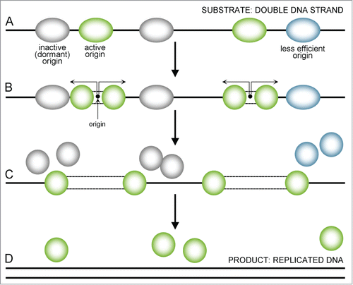 Figure 2. A sequence presenting uninterrupted replication. Replication starts from multiple sites (A) with the most active origins (green) firing earlier and the less active (less efficient) ones being delayed (blue) or dormant (gray). When an active origin starts replication, a double MCM2–7 complex divides and single MCM2–7 helicases move forward in both directions, replicating the DNA strand (B, indicated by arrows). Less efficient (blue) or dormant (gray) origins that fail to activate disassemble when the replication forks reach them and are replicated passively (C). When replication forks reach the end of a chromosome or another fork comes from the other side, they also get dismantle – the final ‘product’ of this process is replicated DNA (D).