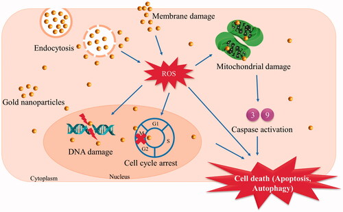 Figure 5. Possible mechanism of action of pectin synthesised gold nanoparticles on cancer cells. *ROS represents reactive oxygen species.