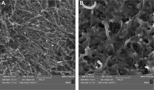 Figure 3 FESEM images of functionalized CNTs.Notes: (A) O-CNT and (B) O-CNT-PEG.Abbreviations: FESEM, field emission scanning electron microscopy; O-CNT, oxidized carbon nanotube; PEG, polyethylene glycol; CNT, carbon nanotubes.