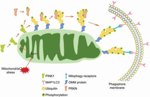 Figure 1. The regulatory circuit of PINK1-PRKN-mediated mitophagy. PINK1 is imported into healthy mitochondria and cleaved by mitochondrial protease, leading to a quick degradation. During mitochondrial depolarization, PINK1 is stabilized and translocated onto the outer mitochondrial membrane, where it recruits and phosphorylates PRKN, phosphorylates the ubiquitin molecules, leading to the enzymatic activation of PRKN. PRKN ubiquitinates numerous mitochondrial outer membrane proteins. These signals lead to autophagy receptors OPTN and CALCOCO2 translocating onto mitochondria for the selective recognition of mitochondria by the phagophore membrane.