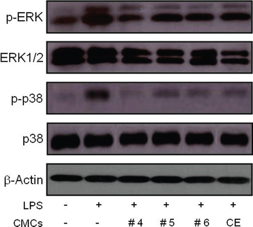 Figure 4.  Influence of fractionated sample treatment on phosphorylation of ERK and p38 MAP kinases in LPS-stimulated RAW 264.7 cells. Cells were exposed to 50 μg/mL of the fractionated samples 30 min before exposure to LPS (1 μg/mL). Thirty minutes after the LPS treatment, phosphorylated ERK and p38 levels were detected using specific antibodies. The level of β-actin protein expression was used as an internal control. CE represents the crude ethanol extract, which was the initial ethanol extract prepared from ginkgo-derived CMCs before fractionation.