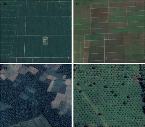 Figure 2. Examples of IMOP, IYOP, SMOP, and SYOP plantations from Airbus or Maxar Technologies images displayed in true colours. (a) IMOP plantations are regular and uniform, with a dark green colour and regular paths. (b) IYOP plantations are also planted in regular, equidistant pockets of young oil palms, with clear information on the soil context. (c) SMOP plantations are unevenly distributed in a mosaic with other feature types, with no obvious planned paths. (d) SYOP plantations have specific soil background information and irregularly distributed plantation periphery contours, often bordering forest or scrub.