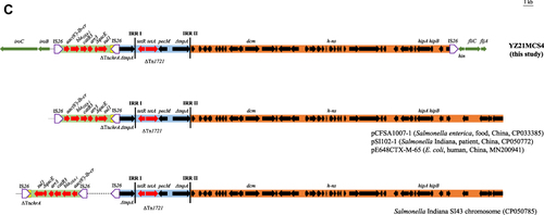 Figure 1 (A) Genetic structures of the multiresistance region I in chromosome of the isolate YZ21MCS4 in this study and comparison with other plasmids. Resistance genes are shown in red. Genes on chromosome of Salmonella Indiana are shown in green. Δ indicates a truncated gene or mobile element. ISs are shown as boxes labeled with their name. Tall bars represent the inverted repeats (IRs) of transposons or integron. (B) Proposed mechanism for the formation of multiresistance region I and its neighboring region in YZ21MCS4. It is not drawn to scale. Chromosomal DNA segments are represented by the same shape colored blue or red. Direct repeats are indicated by arrows and sequences. (C) Genetic structures of the multiresistance region II in YZ21MCS4 compared with similar structures. Resistance genes are shown in red. Genes on chromosome of Salmonella Indiana are shown in green. Δ indicates a truncated gene or mobile element. Tall bars represent the inverted repeats (IRs) of transposons.