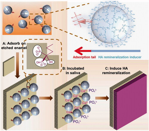 Figure 3. Schematic demonstration of the specific adsorption of ALNePAMAMeCOOH on the surface of tooth enamel and the subsequent in situ remineralization of HA reproduced with permission from Elsevier B.V. Ltd.© 2013 [Citation21].