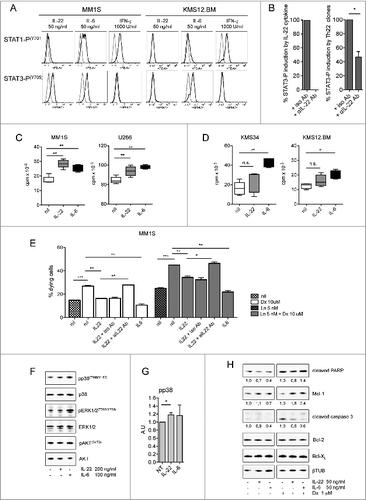 Figure 5 (see previous page). IL-22 induces MM cell activation, proliferation, and resistance to drug-induced cell death. (A) Representative staining for phosphorylated STAT-1 and STAT-3 (n = 6). MM1S are representative of IL–22RA1-positive cells, KMS34 for low/absent IL-22RA1 expression. IL-6 and IFNγ were positive controls for phosphorylated STAT-3 and STAT-1, respectively; unstimulated cells (gray line) and cytokine-stimulated cells (black line). (B) Cumulative percentage of induction of STAT-3 phosphorylation by recombinant IL-22 (left) and supernatants of Th22 clones (i.e., C37 and 374-19) (right) in the presence of anti-IL-22 or isotype control antibodies (Abs). Recombinant IL-22 was used at 20 ng/mL. IL-22 measured in the supernatants was 20 and 26.5 ng/mL for clone C37 and clone 374-19, respectively. (C and D) 3H-thymidine incorporation of MM cells cultured in the absence (nil) or in the presence of IL-22 (50 ng/mL) or IL-6 (50 ng/mL) in IL–22RA1-positive (C) and -negative (D) cells. Representative data from 1 of 4 independent experiments are depicted for each cell line. (E) Percentages of dying MM cells after (i) 24-h incubation with Dx in the absence (nil) or presence of IL-22 (20 ng/mL) or IL-6 (20 ng/mL) and in the presence of anti-IL-22 or isotype control Abs (2.5 μg/mL); (ii) 48-h incubation with Ln; and (iii) 24-h incubation with Ln followed by 24-h incubation with both drugs in the absence or the presence of IL-22 or IL-6 and in the presence of anti-IL-22 or isotype control Abs (n = 2). (F) WB of phosphorylated (p) p38, p38, pERK1/2, ERK1/2, pAKT, and AKT in MM1S untreated or treated with IL-22 or IL-6, as indicated. (G) pp38 data were quantified by densitometric analysis, normalized using p38, and divided by the value of untreated cells (Arbitrary Units, A.U.). (H) WB analysis of Mcl-1, Bcl-2, Bcl-XL, and cleaved PARP and caspase-3 in MM1S untreated or treated with IL-22 or IL-6 and in the absence or in the presence of Dx, as indicated (n = 2). A.U. were calculated as in (G), using β-tubulin (βTUB) for normalization, and are reported at the bottom of the lanes. IL-6 was used throughout as the positive control. Significant values calculated with the Mann–Whitney U test (C and D) or unpaired, one-tailed Student's t-test (E) are indicated as: *, P < 0.05; **, 0.001 < P < 0.01; and ***, P < 0.001.