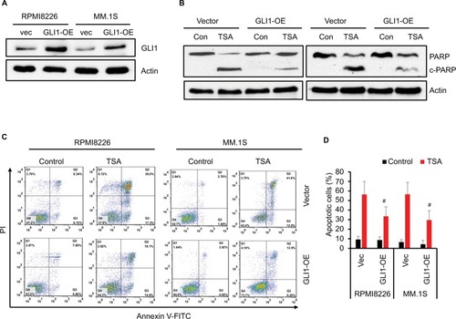 Figure 5 GLI1 overexpression rescues TSA-induced MM cell apoptosis.Notes: (A) Western blot assay confirmed the GLI1 protein in MM cells transfected with GLI1 expressing (OE) plasmid. (B) TSA treatment induced cleavage of PARP-1 as indicative of apoptosis in the GLI1 overexpressing MM cells compared with the vector controls. (C) Representative flow cytometry analysis of MM cells apoptosis treated with TSA for 48 h using Annexin V-FITC/PI staining. (D) Statistical analysis of three similar experiments for the MM cell apoptosis (#P<0.01).Abbreviations: TSA, trichostatin A; PARP, poly(ADP-ribose) polymerase; PI, propidium iodide; FITC, fluorescein isothiocyanate; vec, vector; Con, control; MM, multiple myeloma.