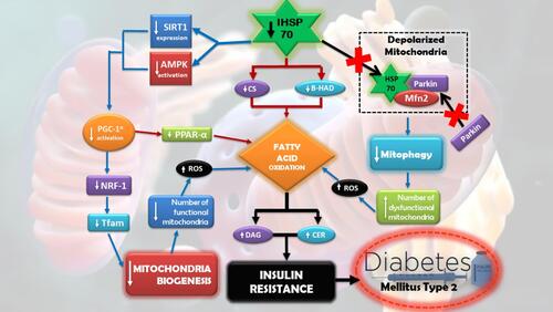 Figure 2 HSP70 in mitochondrial function in T2DM pathogenesis.