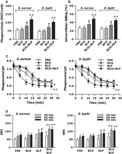 Figure 3 Training innate immunity by BCG+BLP accelerates phagosome maturation and augments phagocyte-associated bactericidal activity. Isolated neonatal murine peritoneal macrophages were stimulated with BCG, BLP, or BCG+BLP for 24 h and rested for additional 3 days. (A) After being incubated with heat-killed, FITC-conjugated S. aureus or S. typhi for 60 min, bacterial phagocytosis was assessed in neonatal macrophages. (B) After being challenged with live S. aureus or S. typhi for 2 h, intracellular killing of the ingested bacteria was assessed in neonatal macrophages. (C) After being incubated with fluorescent probe-labeled S. aureus or S. typhi for different time points, phagosomal pH was assessed in neonatal macrophages. (D) After being incubated with heat-killed S. aureus or S. typhi for 30, 60, and 90 min, phagolysosome fusion was assessed in neonatal macrophages. Data are mean ± SD from five to six separate experiments in duplicate or triplicate. *p<0.05 versus PBS-incubated macrophages; ≠p<0.05, ≠≠p<0.01 versus BCG- or BLP-stimulated macrophages.