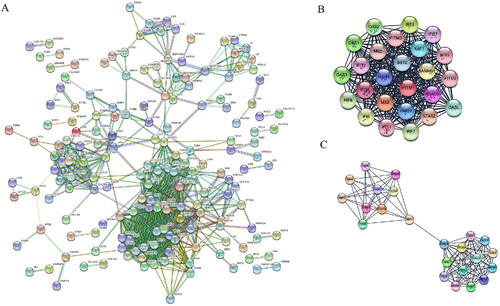 Figure 3. Protein–protein interaction (PPI) network of differentially expressed genes (DEGs) in DM. A. Based on the STRING online database, 173 genes were filtered into the DEG PPI network. B. The most significant module 1 (25 genes) from the PPI network. C. The most significant module 2 (23 genes) from the PPI network.