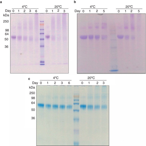 Figure 6. Long-term stability analysis of purified (a) wild-type, (b) G411V and (c) G411VΔ1-11 following incubation at 4°C and 20°C for several days. The lanes containing the molecular weight markers are indicated. This Figure is reproduced in color in the online version of Molecular Membrane Biology.
